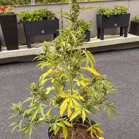 Bubble Kush Automatic growlog timeline photo