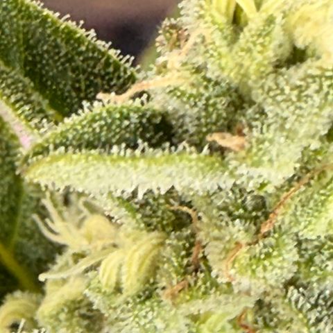 Bubble Kush Automatic growlog timeline photo