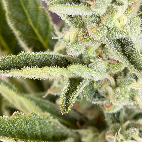 Bubble Kush Automatic growlog timeline photo