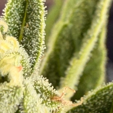 Bubble Kush Automatic growlog timeline photo