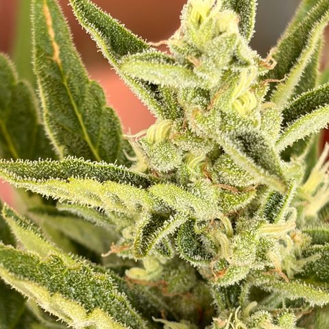 Bubble Kush Automatic growlog timeline photo