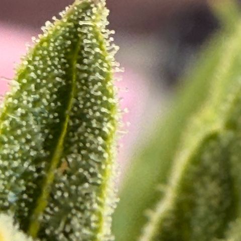 Bubble Kush Automatic growlog timeline photo