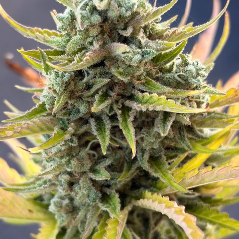 Sherbet Queen Automatic growlog photo: Ab in die trocknung