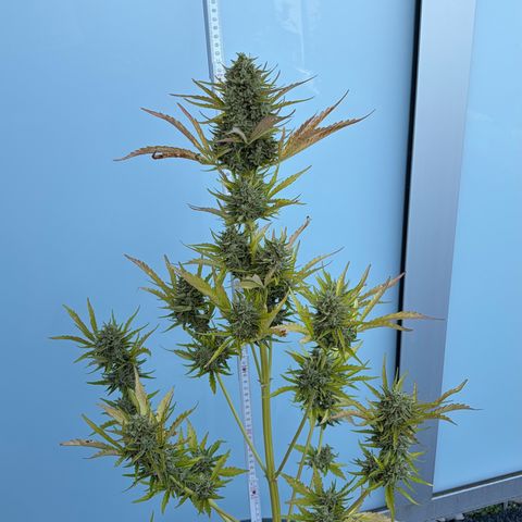 Sherbet Queen Automatic growlog photo: Ab in die trocknung