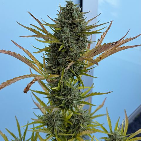Sherbet Queen Automatic growlog photo: Ab in die trocknung