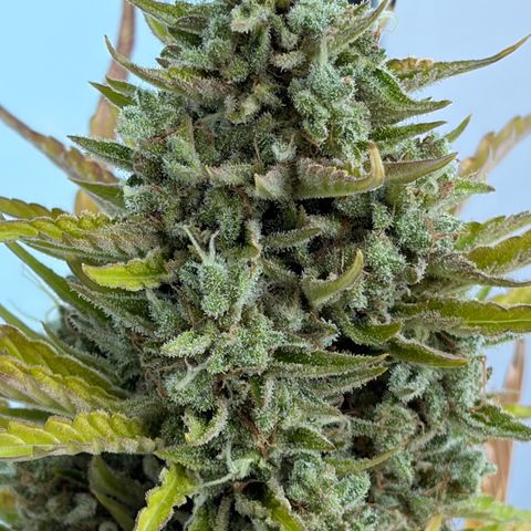 Sherbet Queen Automatic growlog photo: Ab in die trocknung