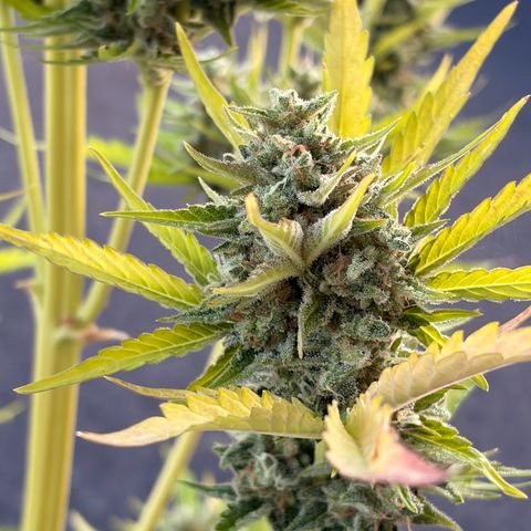 Sherbet Queen Automatic growlog photo: Ab in die trocknung