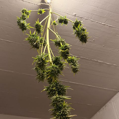 Sherbet Queen Automatic growlog photo: Ab in die trocknung