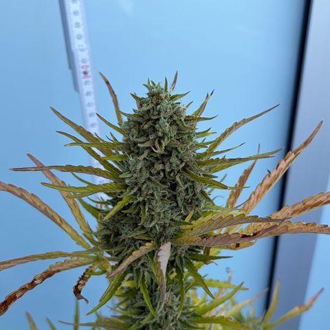 Sherbet Queen Automatic growlog photo: Ab in die trocknung
