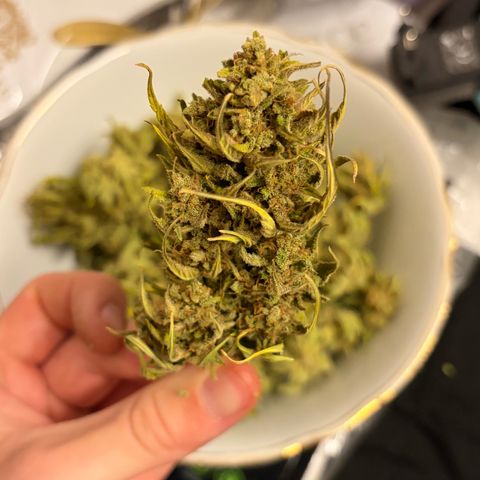 Sherbet Queen Automatic growlog photo: 46g