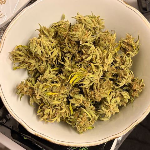 Sherbet Queen Automatic growlog photo: 46g