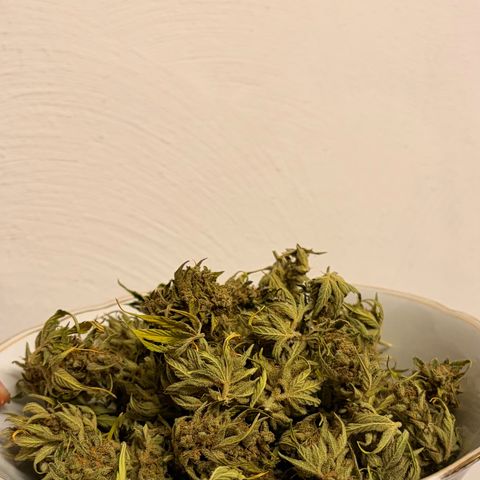 Sherbet Queen Automatic growlog photo: 46g
