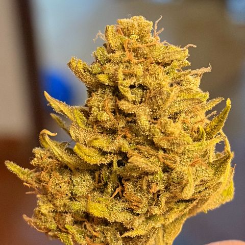 Sherbet Queen Automatic growlog photo: 46g