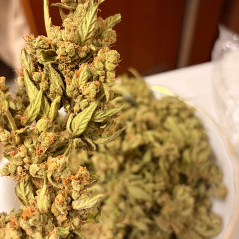 Bubble Kush Automatic growlog photo: 70g