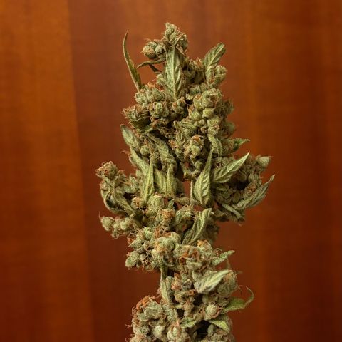 Bubble Kush Automatic growlog photo: 70g