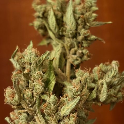 Bubble Kush Automatic growlog photo: 70g