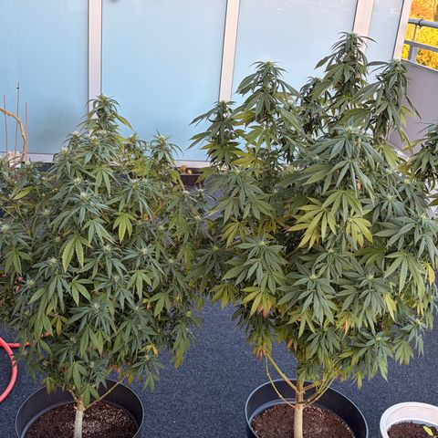 Special Kush 1 growlog timeline photo