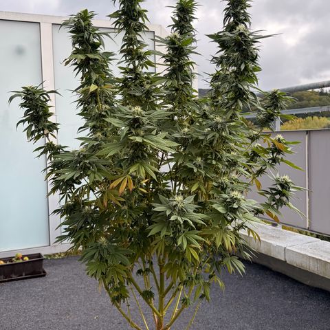 Special Kush 1 growlog photo: Paar blätter entfernt