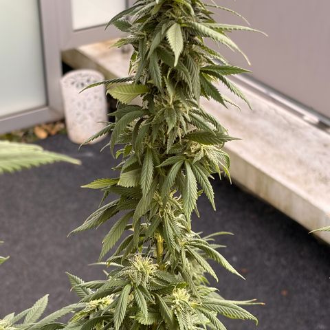 Special Kush 1 growlog photo: Paar blätter entfernt