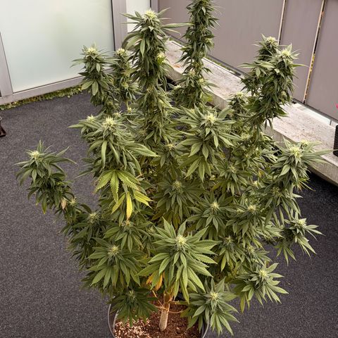 Special Kush 1 growlog photo: Paar blätter entfernt