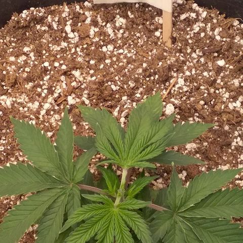 Blue #1 growlog timeline photo
