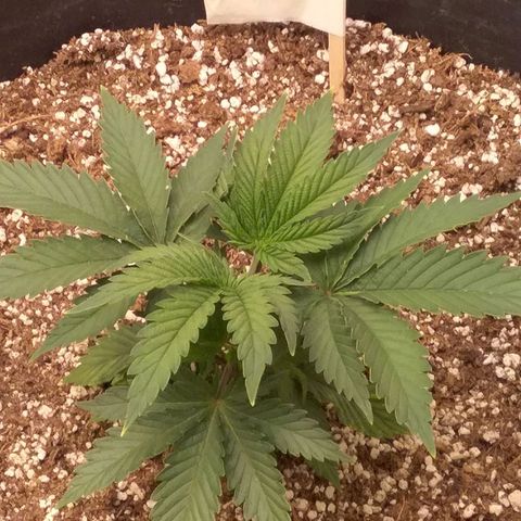 Blue #1 growlog timeline photo