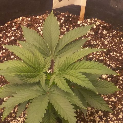 Blue #1 growlog timeline photo