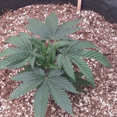 Blue #1 growlog timeline photo
