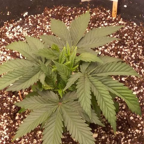 Blue #1 growlog timeline photo