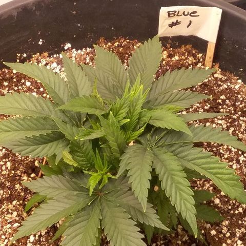 Blue #1 growlog timeline photo