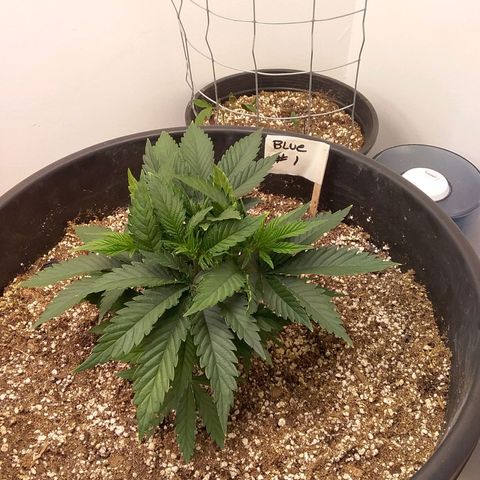 Blue #1 growlog timeline photo