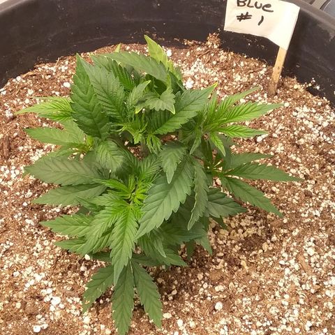 Blue #1 growlog timeline photo