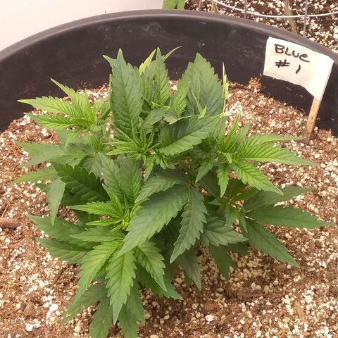 Blue #1 growlog timeline photo