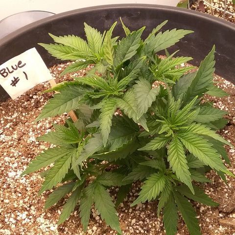 Blue #1 growlog timeline photo
