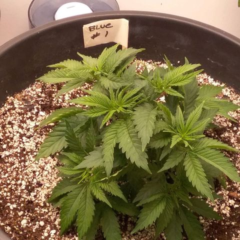 Blue #1 growlog timeline photo