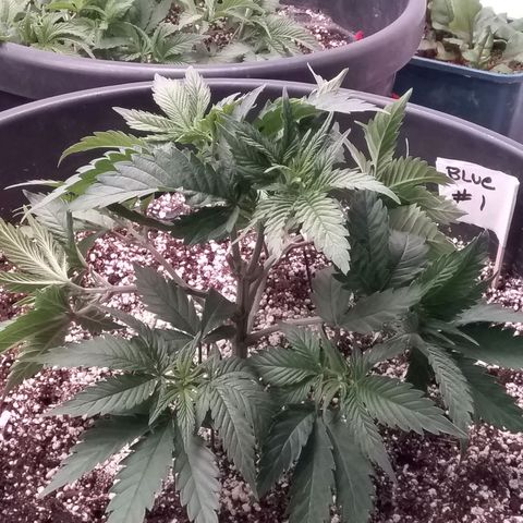 Blue #1 growlog timeline photo