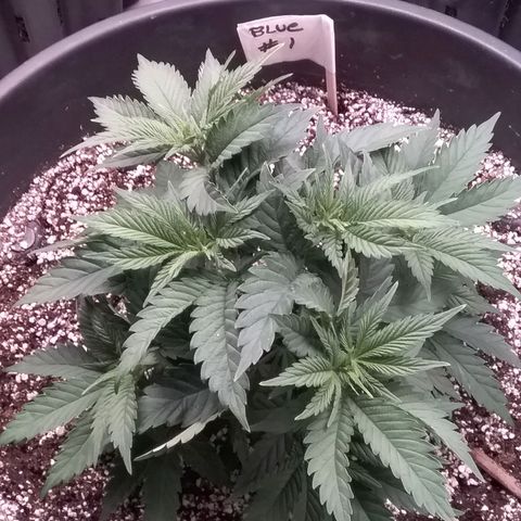 Blue #1 growlog timeline photo