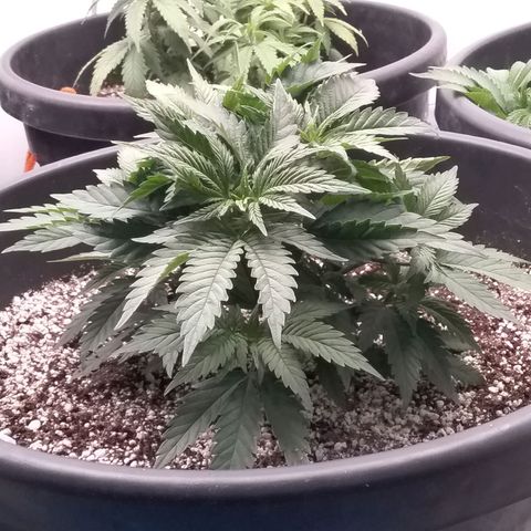Blue #1 growlog timeline photo