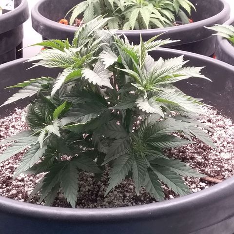 Blue #1 growlog timeline photo