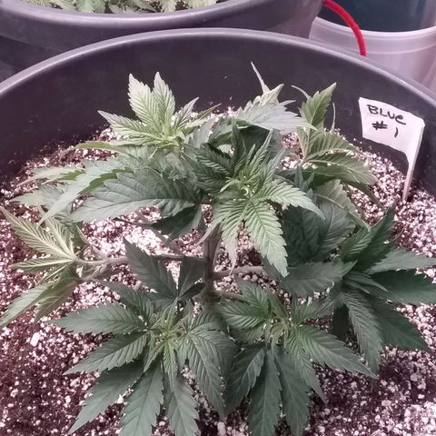 Blue #1 growlog timeline photo