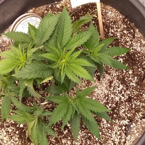 Blue #1 growlog timeline photo