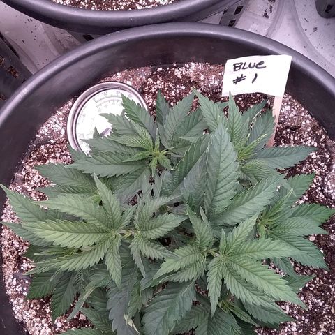 Blue #1 growlog timeline photo