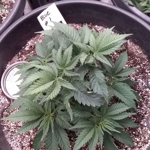 Blue #1 growlog timeline photo