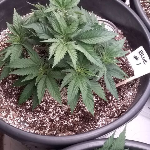 Blue #1 growlog timeline photo