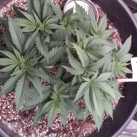 Blue #1 growlog timeline photo