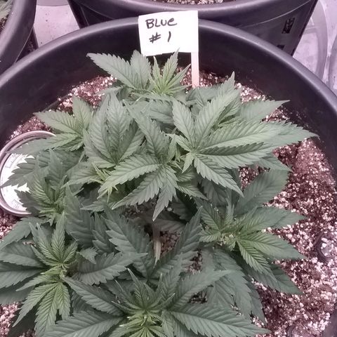 Blue #1 growlog timeline photo