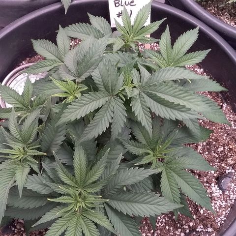 Blue #1 growlog timeline photo