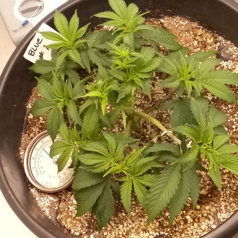 Blue #1 growlog timeline photo