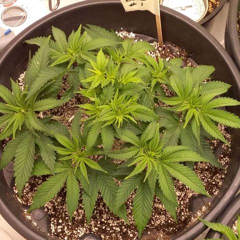Blue #1 growlog timeline photo