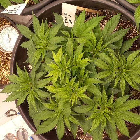 Blue #1 growlog timeline photo